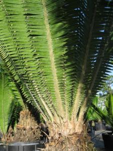 Dioon mejiae .JPG